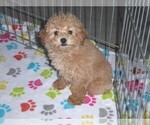 Small #9 Poodle (Toy)