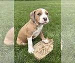 Small #1 American Bulldog