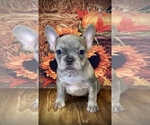 Small Photo #4 French Bulldog Puppy For Sale in RALEIGH, NC, USA