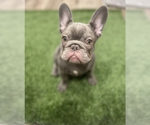 French Bulldog Puppy for sale in LONG BEACH, CA, USA