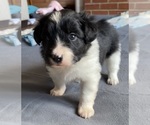 Small Photo #6 Border Collie-Papillon Mix Puppy For Sale in CULPEPER, VA, USA