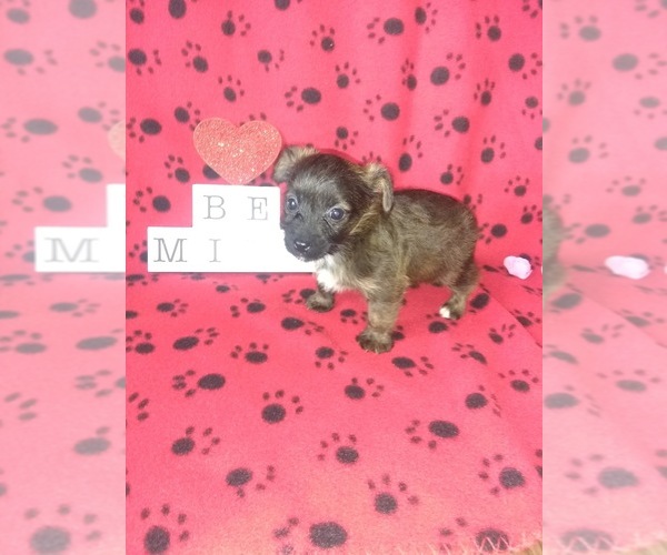 Medium Photo #15 -Yorkshire Terrier Mix Puppy For Sale in LAPEER, MI, USA