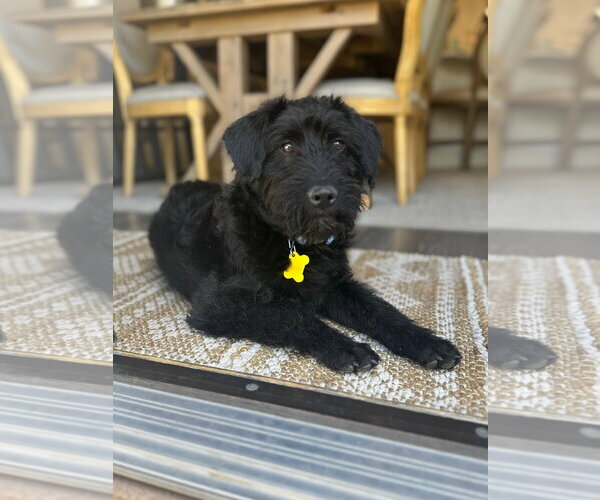 Medium Photo #1 Poodle (Standard)-Unknown Mix Puppy For Sale in Sandy, UT, USA