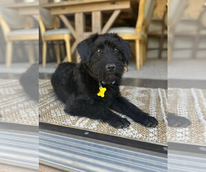 Poodle (Standard)-Unknown Mix Dogs for adoption in Sandy, UT, USA