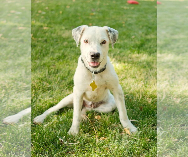 Medium Photo #3 Mutt Puppy For Sale in Sandy, UT, USA