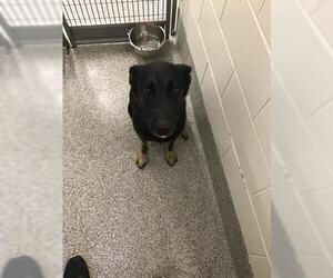 German Shepherd Dog Dogs for adoption in Houston, TX, USA