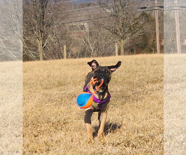 Medium Photo #4 Mastiff-Unknown Mix Puppy For Sale in Catasauqua, PA, USA