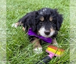 Small #2 Bernedoodle (Miniature)