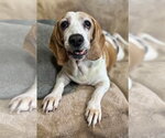 Small #3 Bagle Hound