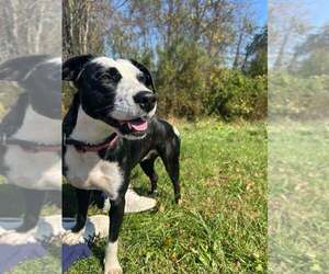 Labrador Retriever-Unknown Mix Dogs for adoption in Silver Spring, MD, USA