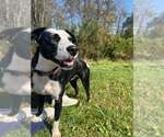 Stassi - Female Labrador Retriever-Unknown Mix Dog for Adoption - Small photo