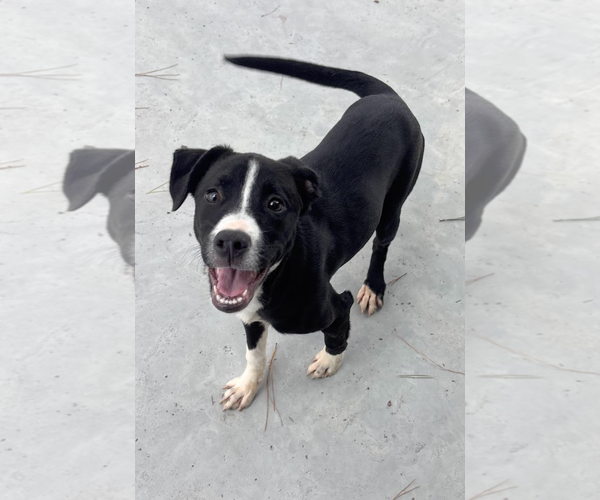 Medium Photo #6 American Pit Bull Terrier-Unknown Mix Puppy For Sale in Oakhurst, NJ, USA