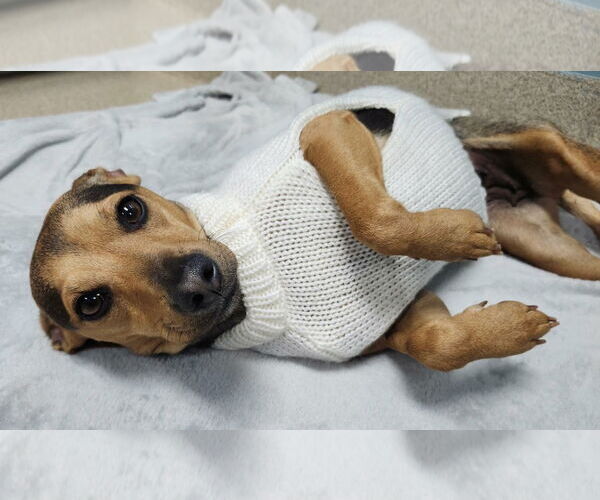 Medium Photo #3 Mutt Puppy For Sale in Woodbury, NY, USA