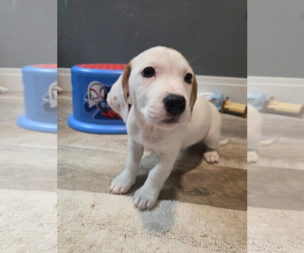 Medium Photo #3 Basset Hound-Unknown Mix Puppy For Sale in New London, WI, USA