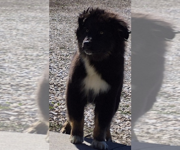 Medium Photo #1 Australian Shepherd Puppy For Sale in WAKARUSA, KS, USA
