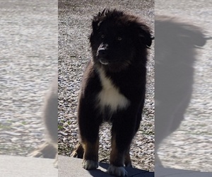 Australian Shepherd Puppy for sale in WAKARUSA, KS, USA