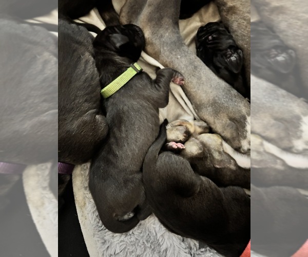 Medium Photo #8 Great Dane Puppy For Sale in TEMECULA, CA, USA