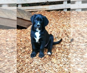 English Cream Golden Retriever-Greater Swiss Mountain Dog Mix Puppy for sale in WHITE SALMON, WA, USA
