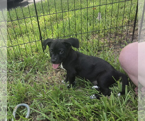 Medium Photo #2 Labrador Retriever-Unknown Mix Puppy For Sale in Sanford, FL, USA