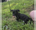 Small #1 Labrador Retriever Mix