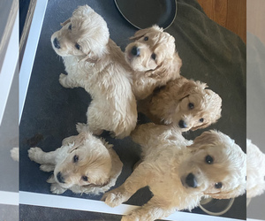 Golden Retriever Puppy for sale in JACKSONVILLE, NC, USA