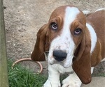 Small Photo #2 Basset Hound Puppy For Sale in CARROLLTON, GA, USA