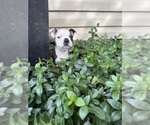 Small #6 Boston Terrier