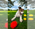 Small #14 Basenji-Rat Terrier Mix