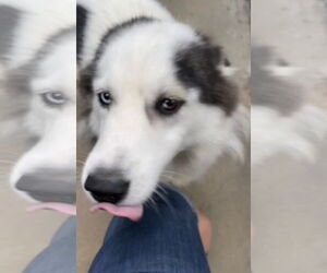 Huskies -Pomeranian Mix Dogs for adoption in Leavenworth, KS, USA