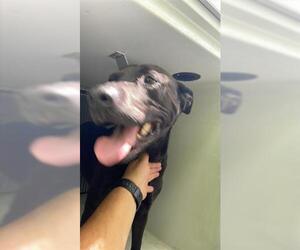 Labrador Retriever Dogs for adoption in Houston, TX, USA