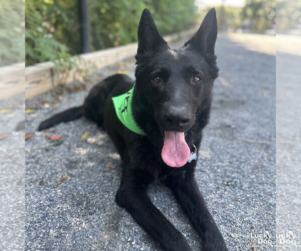 Medium Photo #6 German Shepherd Dog-Unknown Mix Puppy For Sale in Washington, DC, USA