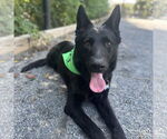 Small #5 German Shepherd Dog Mix