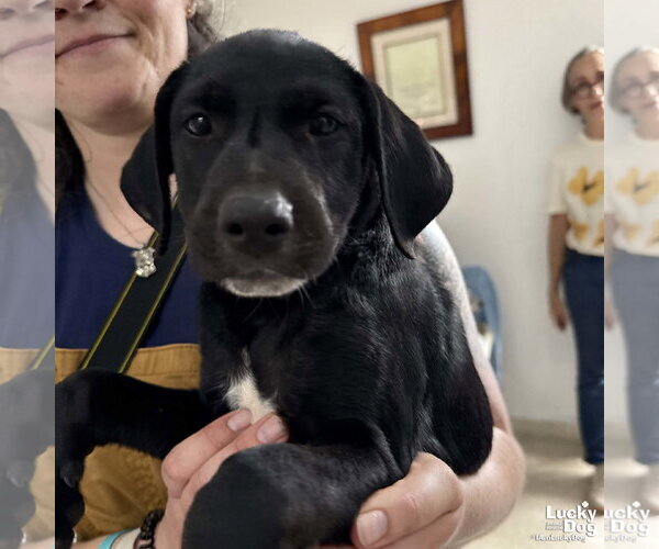 Medium Photo #3 Labrador Retriever-Unknown Mix Puppy For Sale in Washington, DC, USA