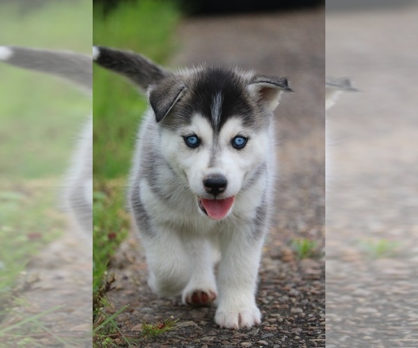 Medium Photo #12 Labrador Retriever-Siberian Husky Mix Puppy For Sale in WOODFORD, VA, USA