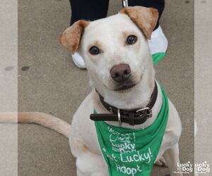 Labrador Retriever-Unknown Mix Dogs for adoption in Washington, DC, USA