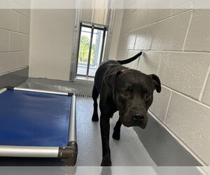 American Bulldog Dogs for adoption in Ocala, FL, USA