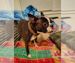 Small #5 Boston Terrier