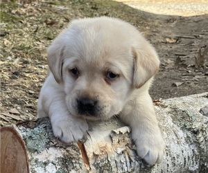 Labrador Retriever Puppy for sale in AUGUSTA, WI, USA