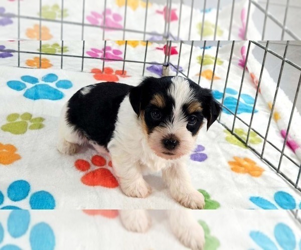 Medium Photo #12 Havashire Puppy For Sale in ORO VALLEY, AZ, USA