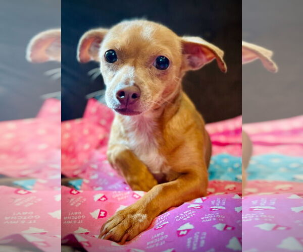 Medium Photo #2 Chihuahua-Unknown Mix Puppy For Sale in Pacolet, SC, USA