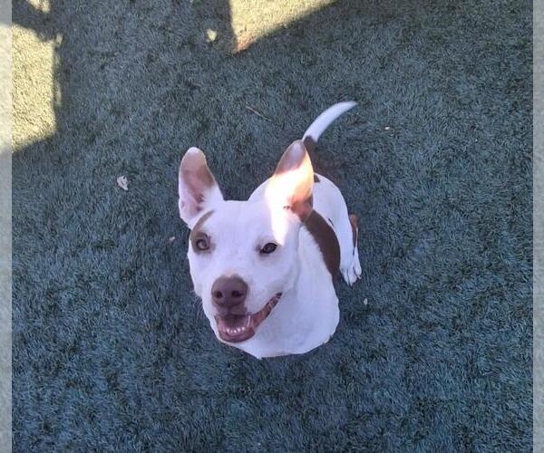 Medium Photo #5 Mutt Puppy For Sale in Rockwall, TX, USA