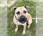 Small #7 Boxer Mix