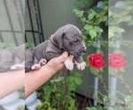 Small Photo #13 Great Dane Puppy For Sale in GREENVILLE, NC, USA