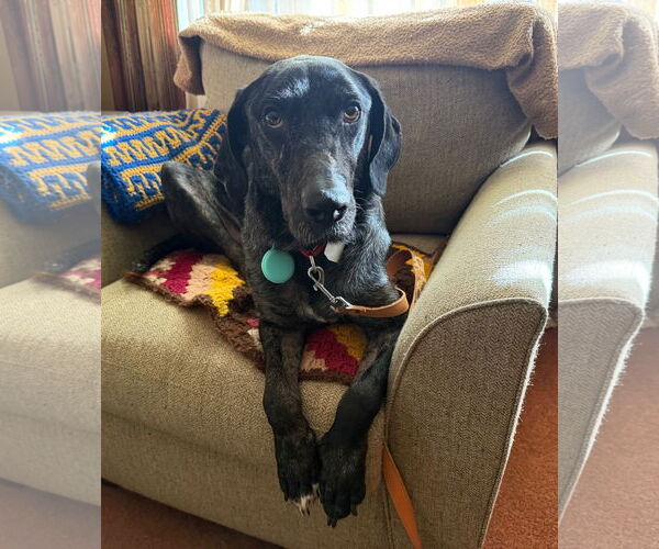 Medium Photo #21 Catahoula Leopard Dog-Labrador Retriever Mix Puppy For Sale in Oakhurst, NJ, USA