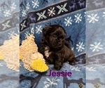 Puppy Jessie Zuchon