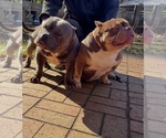 Small #8 American Bully