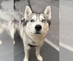 Small Siberian Husky