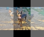 Small Photo #1 Doberman Pinscher Puppy For Sale in DAMASCUS, OR, USA