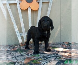 Labradoodle Puppy for sale in CANAJOHARIE, NY, USA