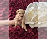 Small Photo #3 Poodle (Toy) Puppy For Sale in STOCKBRIDGE, GA, USA